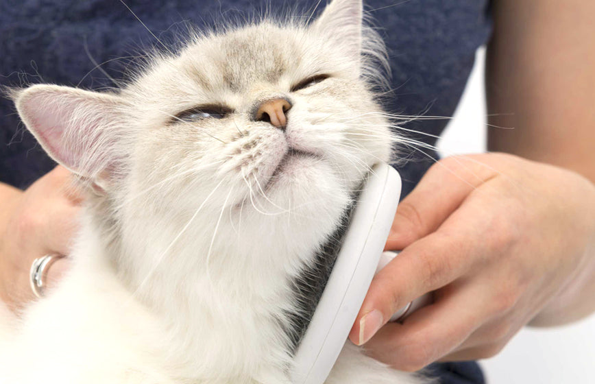 Peluquería para Gatos
