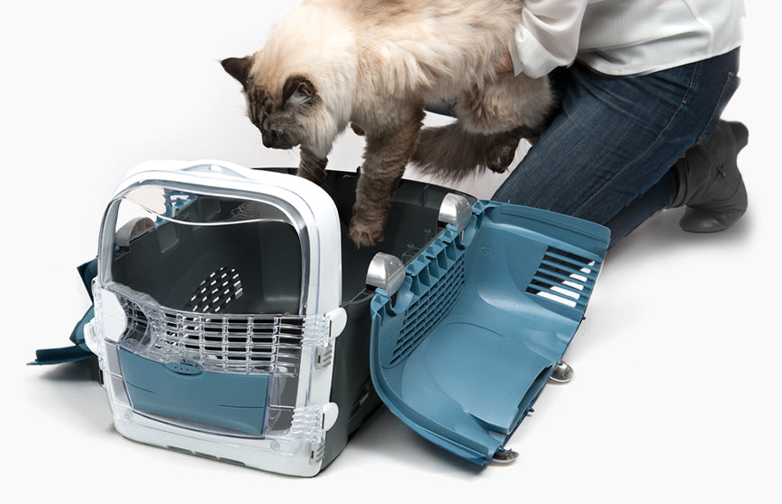 Viajar con Gatos