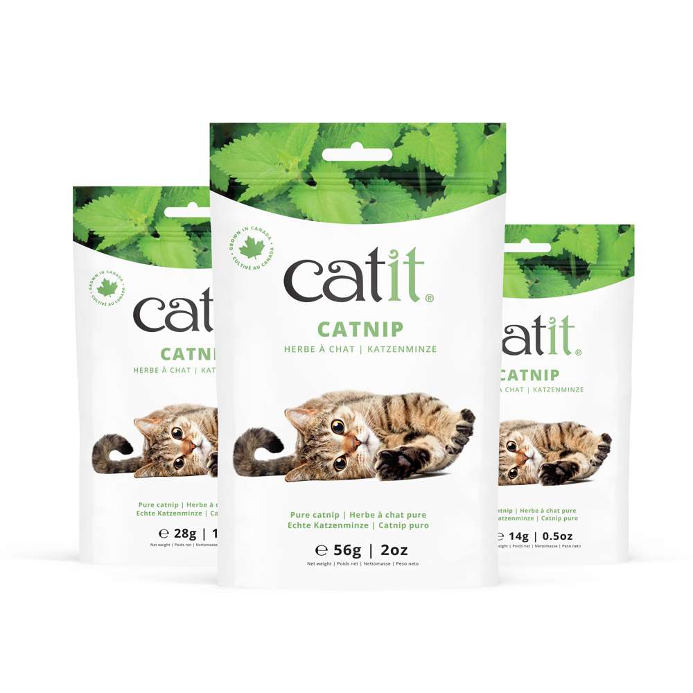 Catnip seco Catit