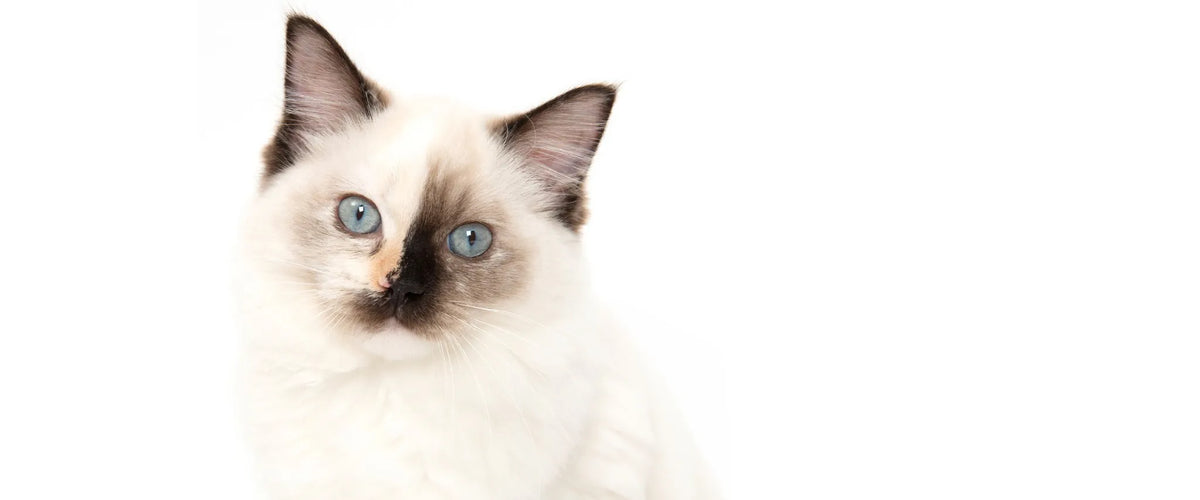Catit_Shopify_Banner_Desktop_Cat_day-FEB-2026